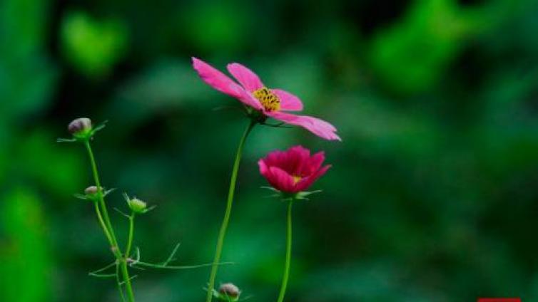 家庭教育：改变孩子一生的五句箴言