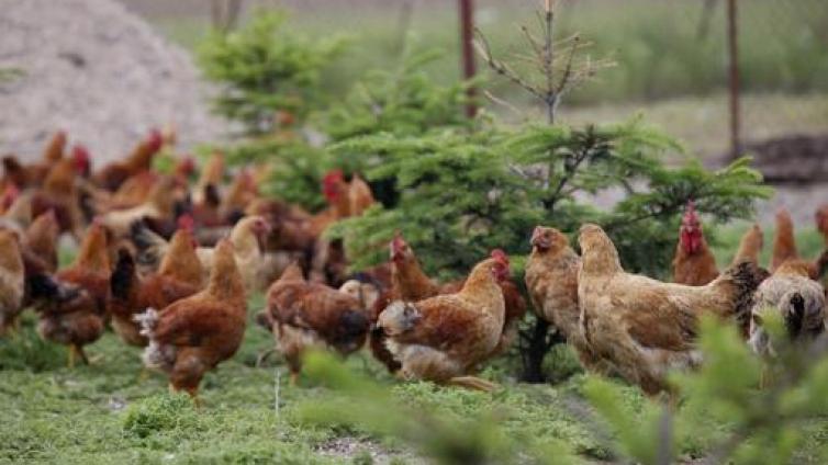 家庭教育：[青春励志] 土鸡专列
