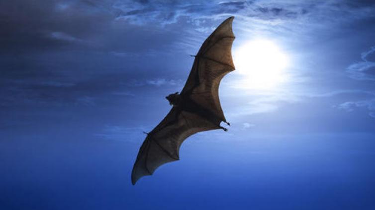 家庭教育：飞翔的老鼠