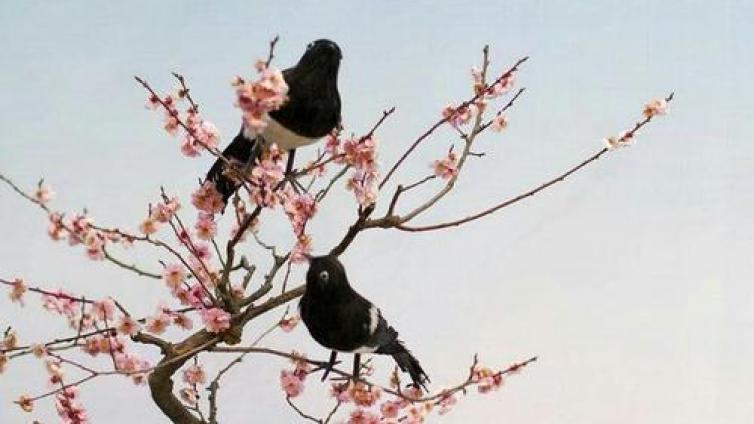 【家庭教育】哲理故事：陇西鹦鹉