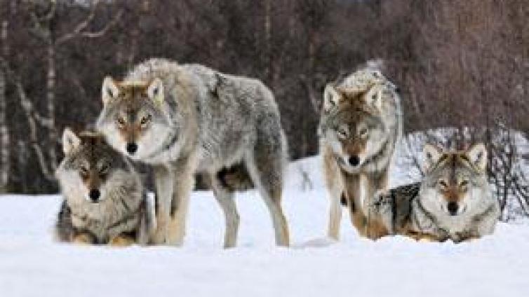 【家庭教育】哲理故事：狼群的活动圈