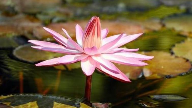 【家庭教育】哲理故事：你所说的话就是所修的路