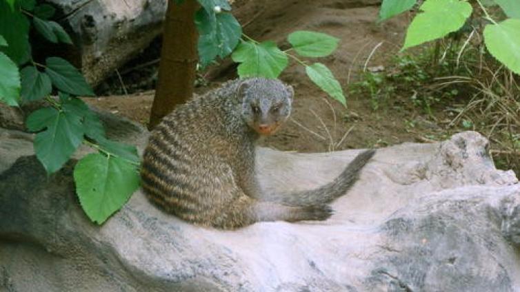 【家庭教育】哲理故事：缟獴的生存智慧