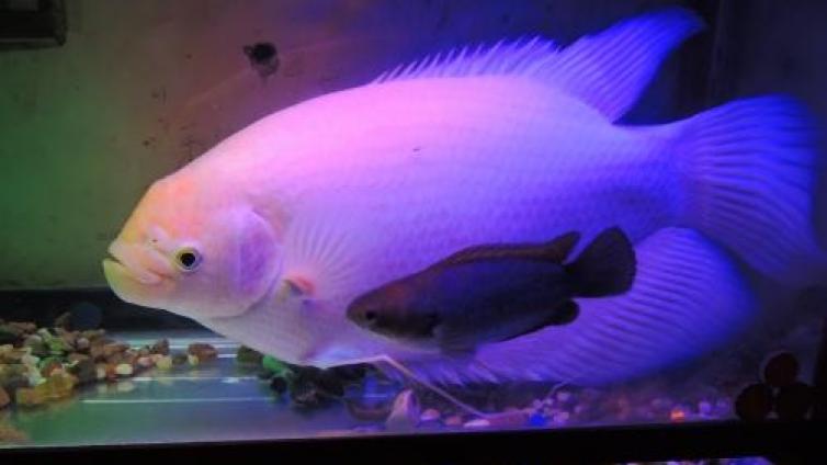 【家庭教育】哲理故事：鱼有佛性