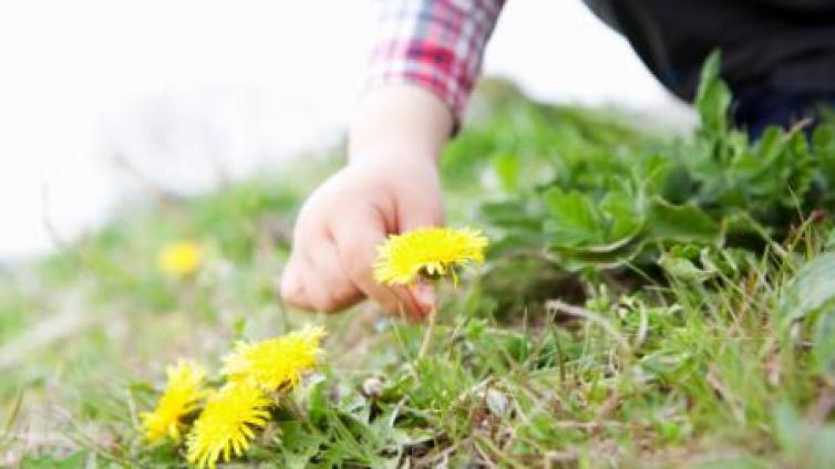【家庭教育】采用什么方法来发展学生的自然观察智能