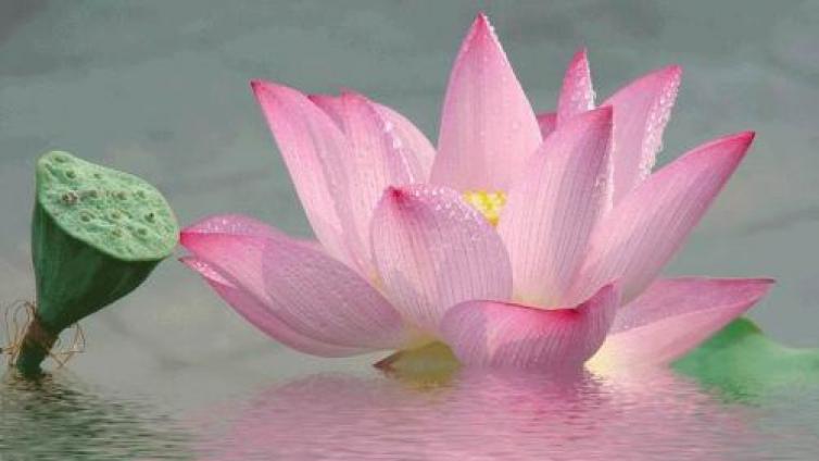 【家庭教育】教师的五重境界