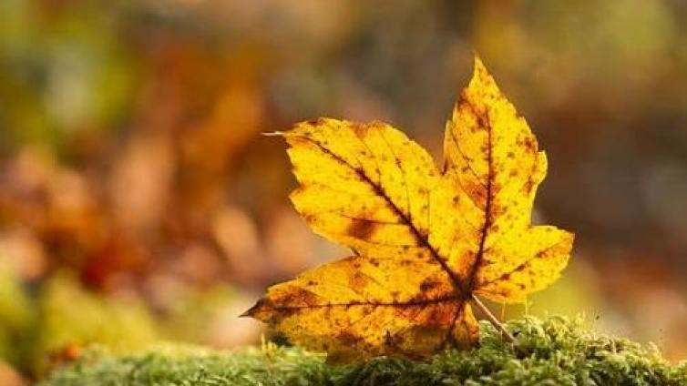 【最智慧家庭教育】父母必知的家庭教育十二方 