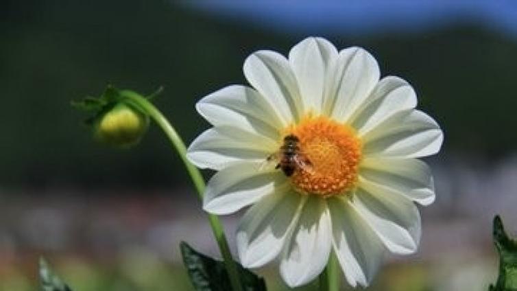 【最智慧家庭教育】完美的父母，不完美的孩子