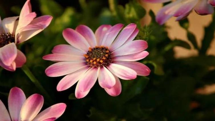 【最智慧家庭教育】放弃“教育”才是好的教育