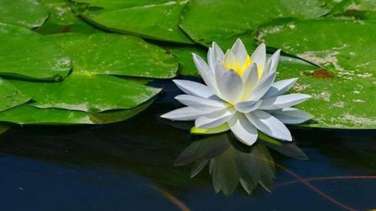 【最智慧家庭教育】大人为什么喜欢教孩子说假话、做假事？