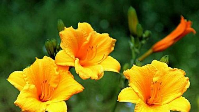 【最智慧家庭教育】家长不要“心太软