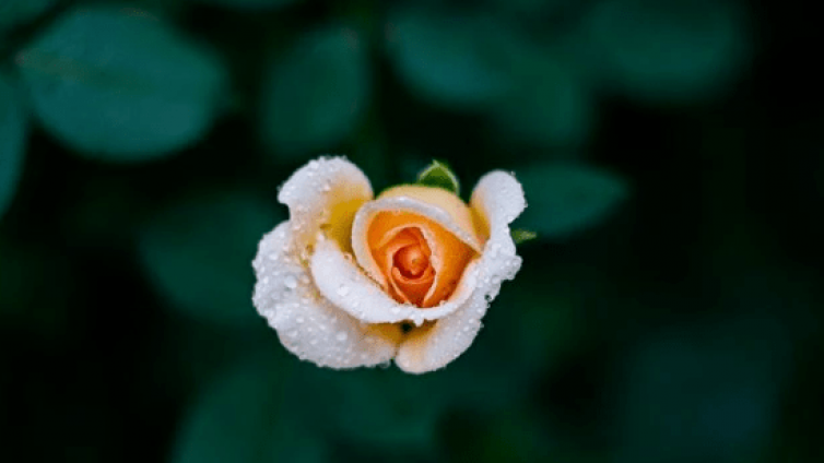 【最智慧家庭教育】教育孩子的十二条黄金法则，家长请收好 